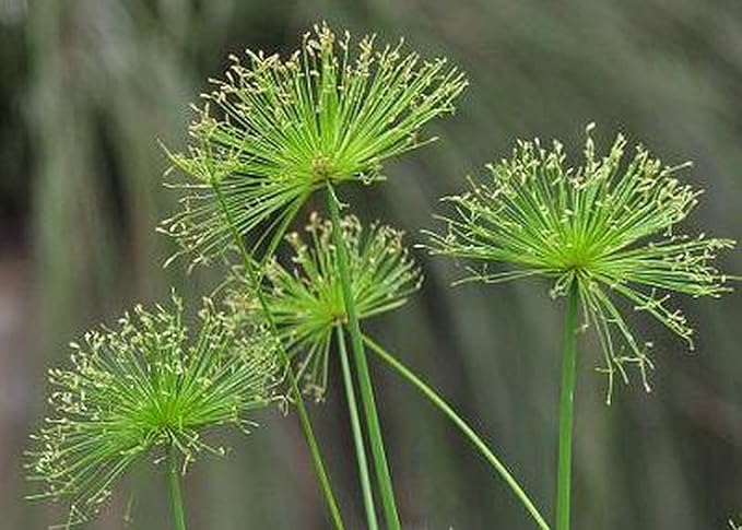 Dwarf Egyptian Papyrus - Cyperus isocladus - Non-Invasive - Indoor | Outdoor - Water Garden Bog - Live Plant - Green Texture - Emerald's - Starter Size - 4 Inch Pot