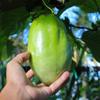 'Giant Granadilla' Passion Fruit Vines (4 Pack) – Live Starter Plants for Planting, Ideal for Creating Lush Garden Canopies, Producing Juicy Fruits Ideal for Fresh Consumption