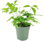Pteris Cretica 'Albo Fern' (4 inch) - Pet-Friendly Houseplants - Attractive Indoor Plants, Easy to Grow, Pet Safe Plants for Cats & Dogs, Ideal for Home Decor, Office & Gift