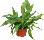 Fern 'Crocodile' (6 inch) - Lucky Houseplants - 4/6 inch Unique Live Decorative Houseplants - Easy to Care Indoor Plants, Perfect for Office, Home & Feng Shui Decor