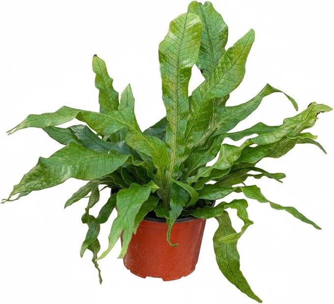 Fern 'Crocodile' (4 inch) - Lucky Houseplants - 4/6 inch Unique Live Decorative Houseplants - Easy to Care Indoor Plants, Perfect for Office, Home & Feng Shui Decor