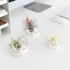Dahey Air Plant Holder Cute Ceramic Mini Hand Shape Stand Airplants Tillandsia Small Container Pot Plant Decorative Home Decor for Desk Table Shelf,White,3 Packs