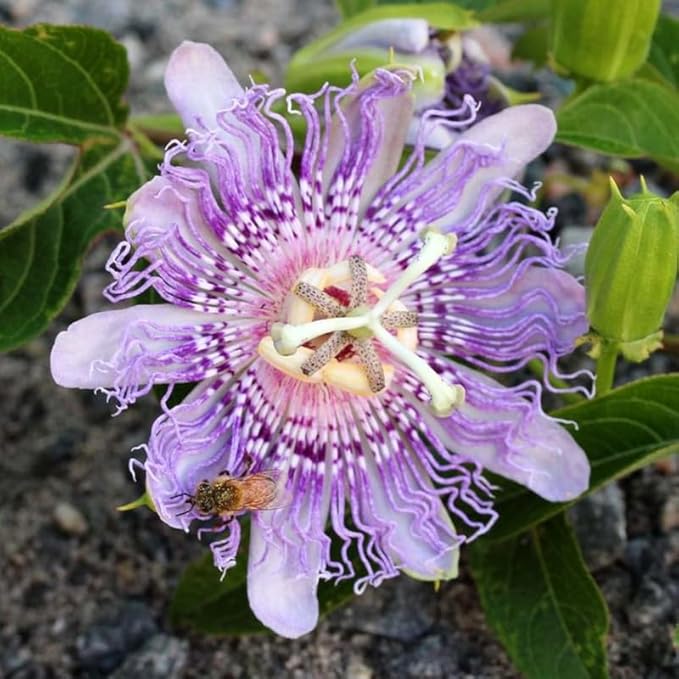 Light Lavender Passion Flower Plant Live, Passiflora Flowering Vine, Trailing Passion Flowers 4 to 8 Inch Tall