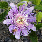 Light Lavender Passion Flower Plant Live, Passiflora Flowering Vine, Trailing Passion Flowers 4 to 8 Inch Tall