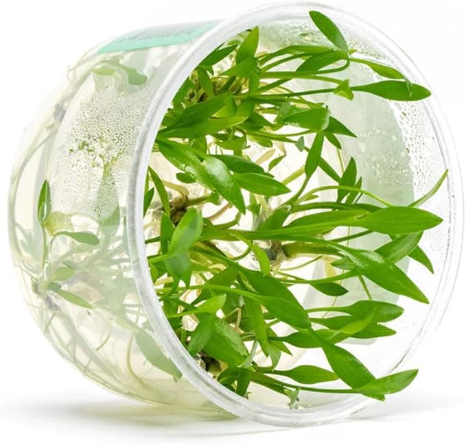 Ultum Nature Systems Live Plants - Crypt Lutea (Cryptocoryne Lutea) - Low to Medium Light, Green & Bronze Accent, Foreground to Midground Placement in Freshwater Aquarium - Tissue Culture