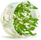 Ultum Nature Systems Live Plants - Crypt Lutea (Cryptocoryne Lutea) - Low to Medium Light, Green & Bronze Accent, Foreground to Midground Placement in Freshwater Aquarium - Tissue Culture