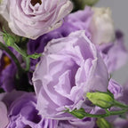 Eustoma Lisianthus Plant Live, Lisianthus Flowers Well Rooted Plug 2-3 Inch Height, Lisianthus Thornless Roses Seedling (Lilac Lisianthus)