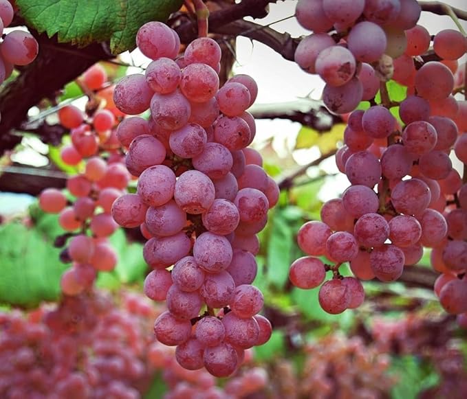 Vanessa Seedless Red Table Grape Vine, Live Fruit Plant, 2.5 Qt Potted, Garden Ready