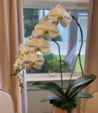 2 Pcs Orchid Stems 38" Artificial Flowers Real Touch Latex Faux Phalaenopsis Branches White Artificial Flowers for Wedding Party Home Garden Decor (White)