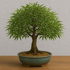 Willow Oak Tree Bonsai 1 Year Old Seedlings for Planting - Attractive and Hardy Trees (1 Seedling)