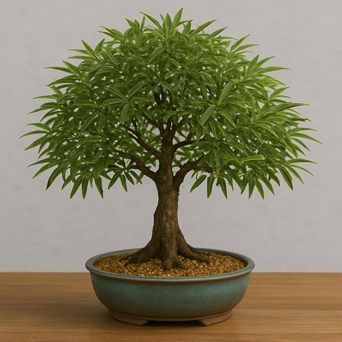 Willow Oak Tree Bonsai 1 Year Old Seedlings for Planting - Attractive and Hardy Trees (1 Seedling)