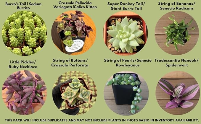 Live Trailing Mystery Succulent (9‑Pack) | Well‑Rooted 2″ Pots | Hanging Basket Starters | DIY Decor & Gift‑Ready