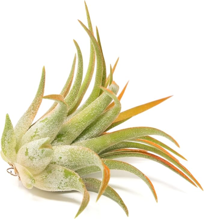 Tangerine Colorful Tillandsia Air Plants - Long Lasting Color Enhanced Live Tillandsia Succulent House Plants - Home and Garden Decor - Easy Care Indoor/Outdoor Plants (Ionantha Rubra, Pack of 3)