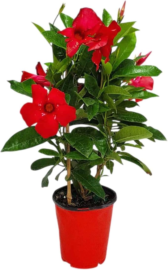 Mandevilla Live Flowering Plant - Red Mandevilla Plant Trellis - 18" Hoop, 18" to 20" Overall Height - 1 Gallon (Plant Only)