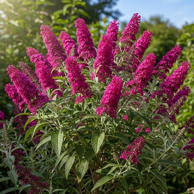 Raspberry Butterfly Bush Live Shrub Plant Shrub, Buddleia Bush Well Rooted, 5 to 10 Inc Tall