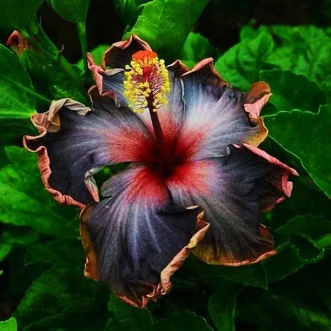 30+ Perennial Black Hibiscus Flower Seed to Plant Outdoor-Tropical Exotic Plant Garden Seeds Non-GMO Heirloom
