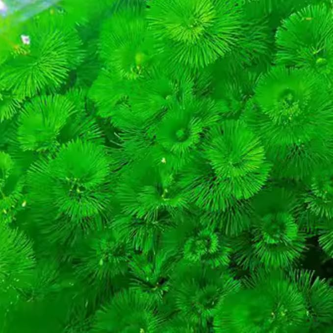 7 Green Cabomba Plants Live, Aquarium Plants Live, Live Cambomba Plant, 4 to 6 Inc Tall Aquatic Pond Plant