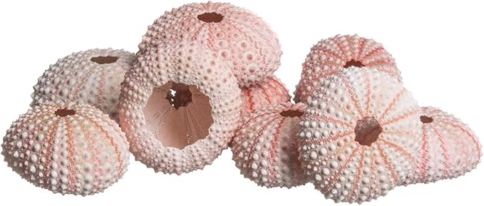 Nautical Crush Trading Sea Urchins Shells for Air Plants - 10 Pink (1-2") Sea Urchin Shells - Hanging Air Plant Holder - Air Plants Live Holders - No Plants Included