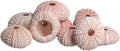 Nautical Crush Trading Sea Urchins Shells for Air Plants - 10 Pink (1-2") Sea Urchin Shells - Hanging Air Plant Holder - Air Plants Live Holders - No Plants Included