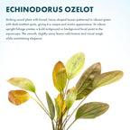 SubstrateSource Echinodorus Ozelot Sword Live Plant for Freshwater Aquariums, Natural Fish Tank Decorations, and Aquatic Decor (1 Pot (2-3 Plants))