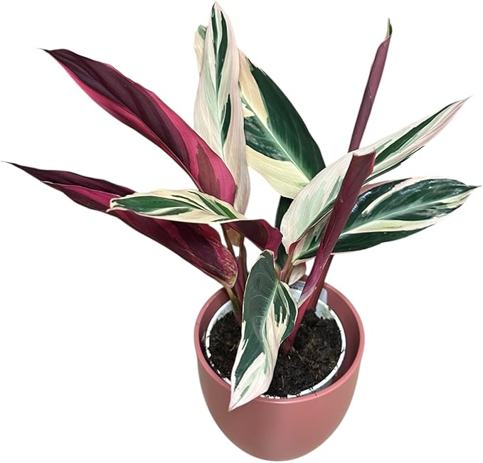 Live Plant Stromanthe Triostar, Pet-Friendly, Tricolor Prayer Plant, 12-16" Tall, Indoor Plant, Easy to Care, Rare Plant, 4.7 inch Decorative Pot (Coral)