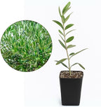 My Shelfie – Dwarf Olive Tree Starter Plant (Olea europaea ‘Dwarf’), 2-Inch Live Indoor or Outdoor Plant, Compact Evergreen for Bonsai, Containers, and Home Décor (2)