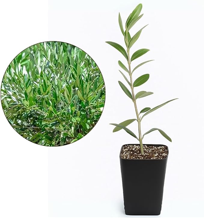 MYSHELFIE Dwarf Olive Tree Starter Plant, 2 Inch Pot, Indoor Outdoor Bonsai (3)