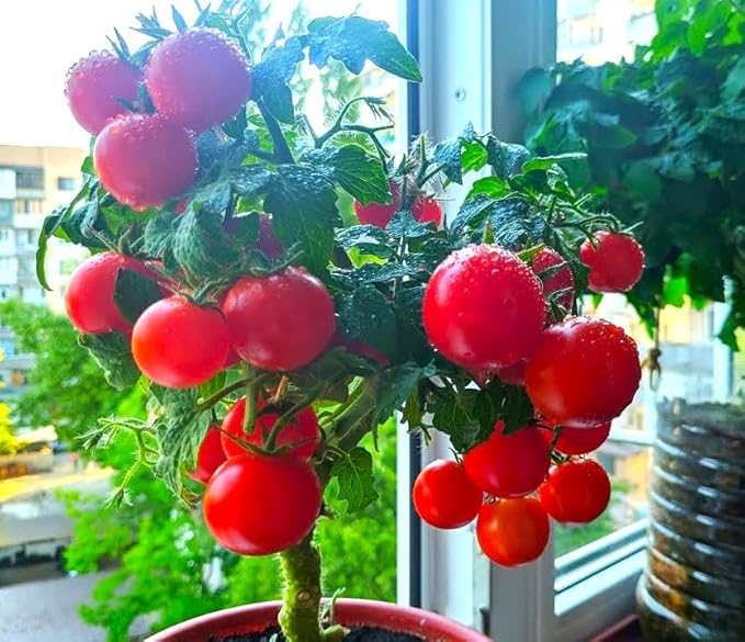 Seeds Indoor Tomato Bonsai 30 Seeds for Planting Dwarf Tomato for Growing Indoors