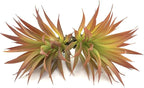 2 PCS Artificial Succulents Plants Real Touch Lifelike Succulants Plants Faux Greenery Plants Garden DIY Home Office Decoration Ornament (Red Agave)