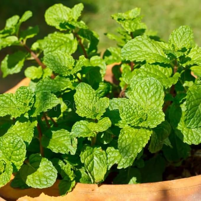 Peppermint Plants Live, Mint Plants for Inside and Home Décor, 3-Inch Potted Fresh Herb for Kitchen Gardens and Indoor Outdoor Growing