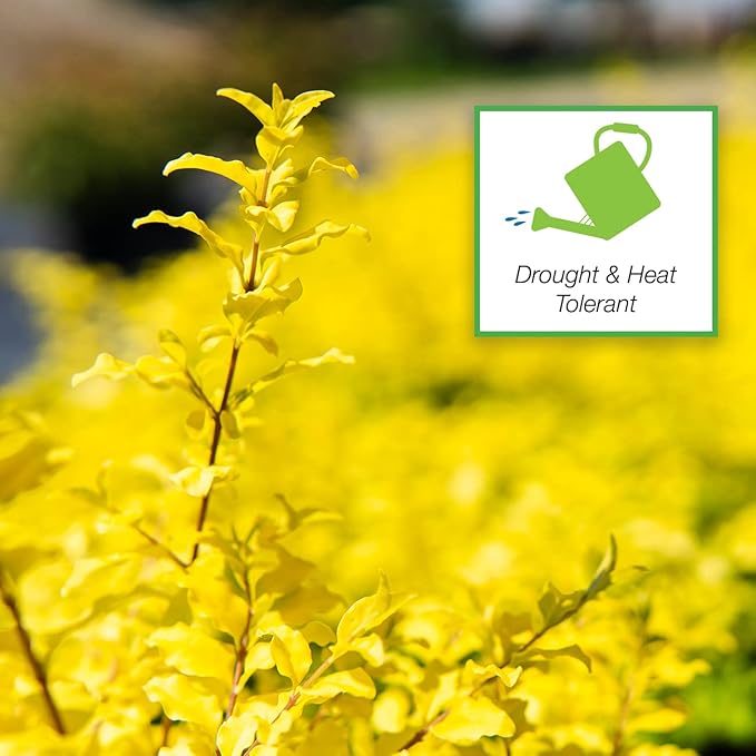 Perfect Plants Sunshine Ligustrum Shrub 3 Gallon | Live Plant Perfect for Southern Climates | Bright Yellow Foliage | Dwarf Shrubs for Landscaping