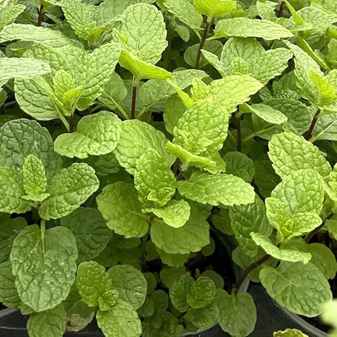Mojito Mint Plants Live, Mint Plants for Inside and Home Décor, 3-Inch Potted Fresh Herb for Kitchen Gardens and Indoor Outdoor Growing