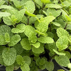 Mojito Mint Plants Live, Mint Plants for Inside and Home Décor, 3-Inch Potted Fresh Herb for Kitchen Gardens and Indoor Outdoor Growing