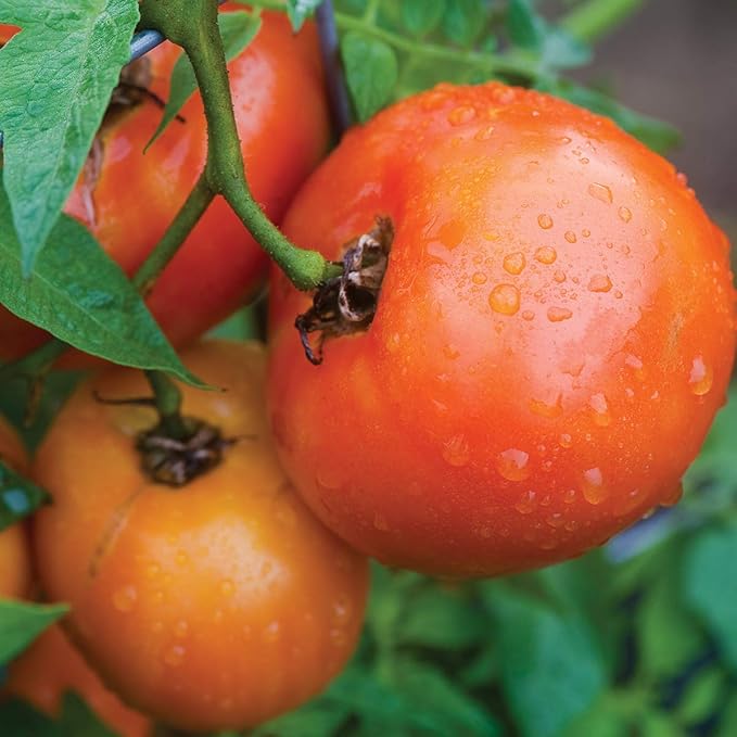 Burpee 'Orange Wellington' Hybrid, Orange Beefsteak Slicing Tomato, 65 Non-GMO Seeds