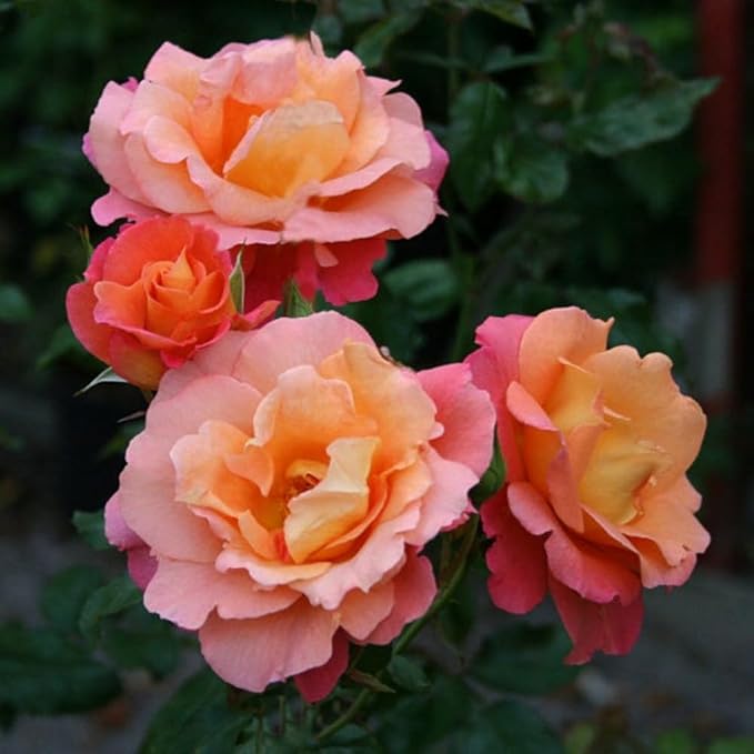Rose Live Plant, Roses Flower Plant, Fragrant Flower for Planting, 4-6 Inches Tall, Bush Shrub Plants, Well Rooted, Ready to Grow (Orange Pink Rose)