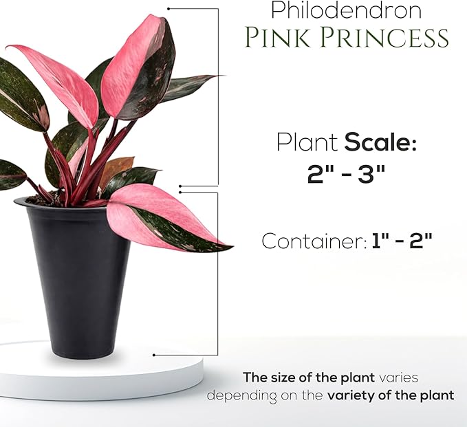 Philodendron Collection (4 Pack) - Birkin, White Princess, Pink Princess, Gloriosum-Rare Variegated Indoor Houseplants, Tropical Plants Live, Live Plants