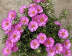 200+ Mix Moss Rose Seeds Portulaca Grandiflora Vietnam Rose Colorful Flowers Seeds Heirloom Succulent Ground Cover Flower