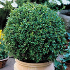 Ten Green Velvet Boxwoods - Low Maintenance Evergreen - 10 Live Plants Shipped 6-8" Tall by DAS Farms