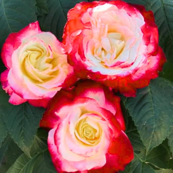 Rose Live Plant, Roses Flower Plant, Fragrant Flower for Planting, 4-6 Inches Tall, Bush Shrub Plants, Well Rooted, Ready to Grow (Red White Rose)