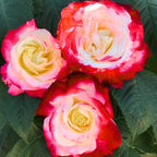 Rose Live Plant, Roses Flower Plant, Fragrant Flower for Planting, 4-6 Inches Tall, Bush Shrub Plants, Well Rooted, Ready to Grow (Red White Rose)