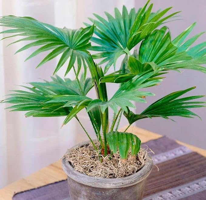 Seeds Chinese Fan Palm Livistona - Growing Indoor - Perennial Tree for Planting
