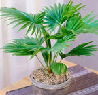 Seeds Chinese Fan Palm Livistona - Growing Indoor - Perennial Tree for Planting