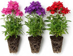 3 Mixed Verbena Plants Live, Hardy Perennial Flower, 4-8 Inches Tall, Outdoor Garden Plant
