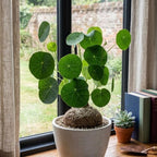 Stephania Erecta Bulb Style Plant in 3.5 – 4" Inch Pot | Stephania Cephalantha Live Caudex | Easy Indoor Growing | Decorative Addition to Home & Office | Ideal for Unique Plant Gifts