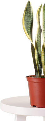 Leaf & Linen 4" Grow Pot, Live Indoor/Outdoor-Air Houseplant and Office Décor | Low Light Collection, 4 INCH, Snake Plant-Sanseveria Laurentii