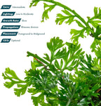 SubstrateSource Mini Bolbitis Baby Leaf - Live Aquarium Plant for Fish Tank Decorations (1 Pot)