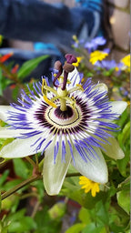 Seeds Passionflower Purple Vine Wild Apricot Maypop Indoor Exotic Perennial Flowers for Planting