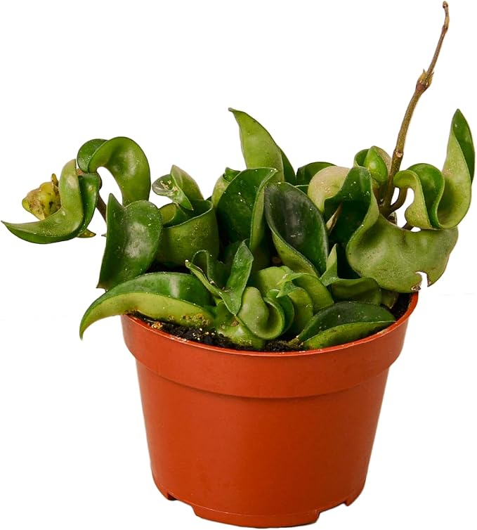 Hoya Plants 4 Live Houseplants in 4" Pots - Variety Assortment 4 Pack Hoya Plants - Pet Friendly Plants - Air Purifying Plants - CA Seller (Pack of 4 Hoya Plants)
