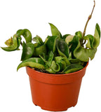 Hoya Plants 4 Live Houseplants in 4" Pots - Variety Assortment 4 Pack Hoya Plants - Pet Friendly Plants - Air Purifying Plants - CA Seller (Pack of 4 Hoya Plants)