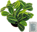 Live Plant, Lemon Lime Maranta Prayer Plant, Pet Friendly, Air Purifying, Easy Care, 12-16 inch Tall, Easy to Grow Rare Plant, Houseplant, 4 inch Pot by Hopewind Plants Shop (Heat Pack Included)